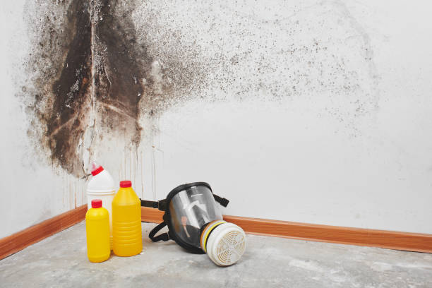 Best Commercial Mold Removal  in Kenosha, WI