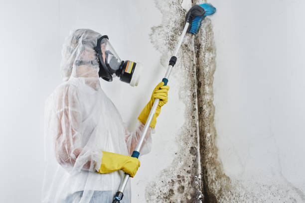 Best Mold Inspection  in Kenosha, WI
