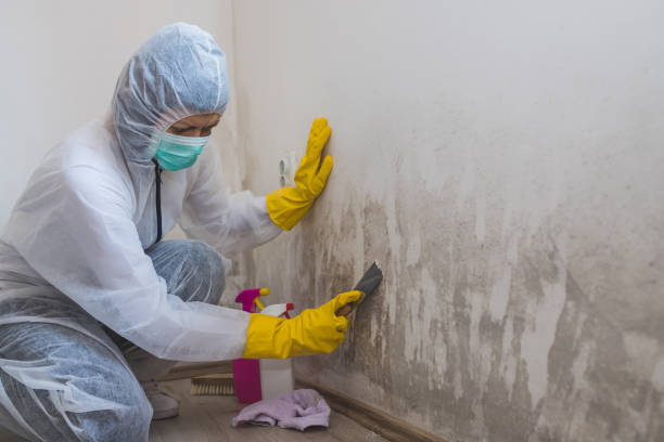 Best Black Mold Removal  in Kenosha, WI