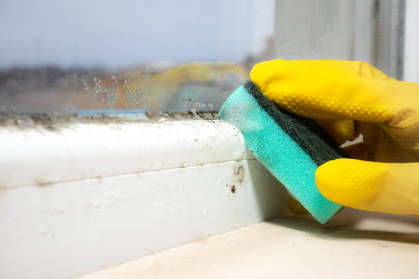 Best Fast Mold Removal  in Kenosha, WI