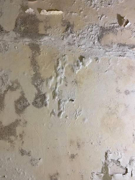 Best Attic Mold Removal  in Kenosha, WI