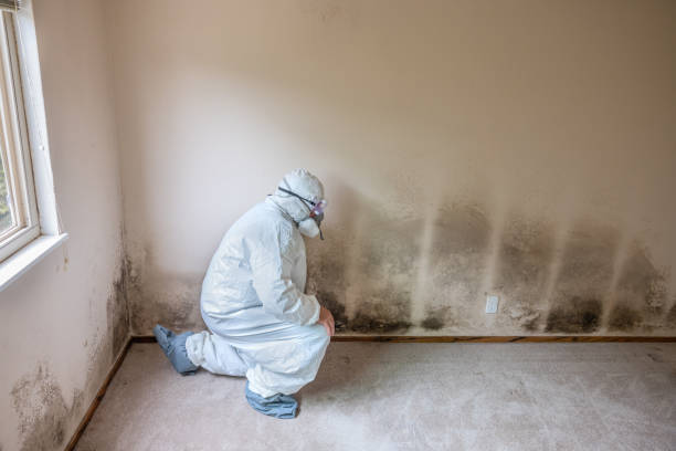 Best Mold Damage Repair  in Kenosha, WI