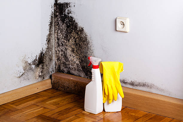 Best Mold Testing and Removal  in Kenosha, WI