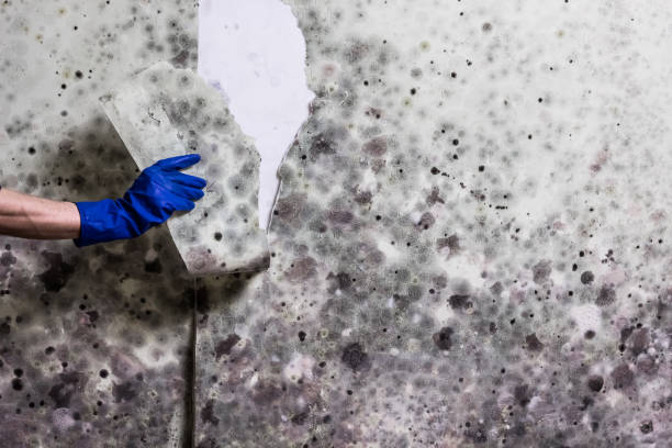 Best Mold Removal Company Near Me  in Kenosha, WI